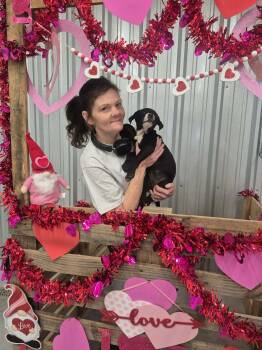 Labrador Retriever and Retriever Dogs Available for Adoption - Alaska | PetCurious