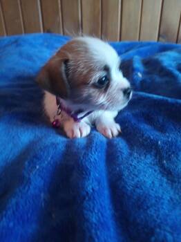 Chihuahua Dogs Available for Sale - Chico | PetCurious