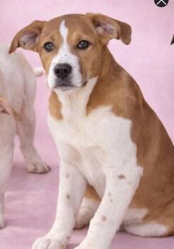 Great Pyrenees and Labrador Retriever Dogs Available for Adoption - Destiny | PetCurious