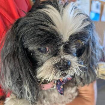 Mixed Breed Dogs Available for Adoption - Mischief | PetCurious