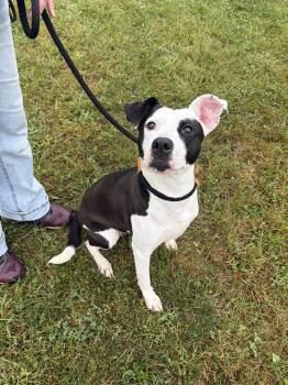 Patches -  Pit Bull Terrier Dog for Adoption in Winchester, Virginia - Patches | PetCurious