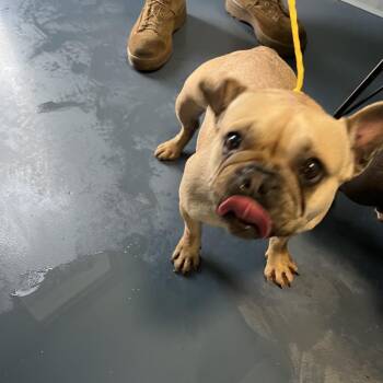French Bulldog Dogs Available for Adoption - Cake (Holly) | PetCurious