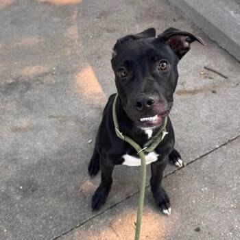Cleetus -  Black Labrador Retriever and Mixed Breed Dog for Adoption in Manhattan, Kansas - Cleetus | PetCurious