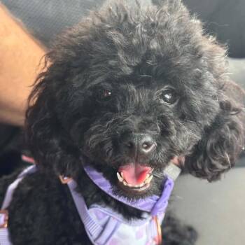 Oodle -  Poodle Dog for Adoption in Phoenix, Arizona - Oodle | PetCurious