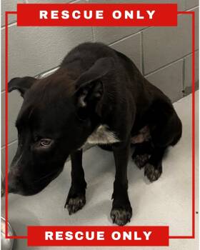 MOOSE -  German Shepherd Dog and Mixed Breed Dog for Adoption in Hamilton Township, New Jersey - MOOSE | PetCurious