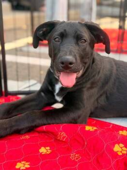 Stanford -  Labrador Retriever and German Shepherd Dog Dog for Adoption in Pleasant Hill, California - Stanford | PetCurious