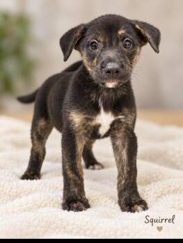 Squirrel -  Labrador Retriever and Shepherd Dog for Adoption in Pawleys Island, South Carolina - Squirrel | PetCurious