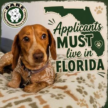 Lincoln -  Dachshund Dog for Adoption in Jacksonville, Florida - Lincoln | PetCurious