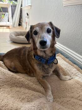 Rescue Dachshund Dogs for Adoption in Frisco, Texas - Rocket | PetCurious