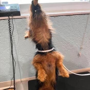 Bizzare -  Yorkshire Terrier and Mixed Breed Dog for Adoption in Pinellas Park, Florida - Bizzare | PetCurious