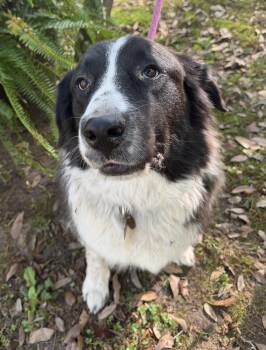 Border Collie Dogs Available for Adoption - King Arthur | PetCurious