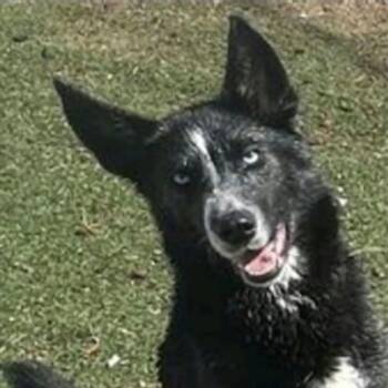 Leia OS NV -  Husky and Mixed Breed Dog for Adoption in Las Vegas, Nevada - Leia OS NV | PetCurious