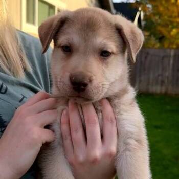 Rescue Mixed Breed Dogs for Adoption in Medford, Oregon - Glacier | PetCurious