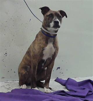 Staffordshire Bull Terrier and Mixed Breed Dogs Available for Adoption in Houston, Texas - GORDA | PetCurious