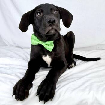 Weasley - Local October 9-11 -  Shepherd Dog for Adoption in Brookshire, Texas - Weasley - Local October 9-11 | PetCurious