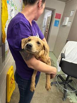 Mixed Breed Dogs Available for Adoption in Murray, Kentucky - McSteamy | PetCurious