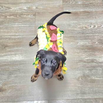 Nacho -  German Shepherd Dog and Labrador Retriever Dog for Adoption in Wyandotte, Michigan - Nacho | PetCurious