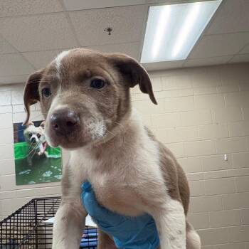 Wilder -  Shepherd and Mixed Breed Dog for Adoption in Birmingham, Alabama - Wilder | PetCurious