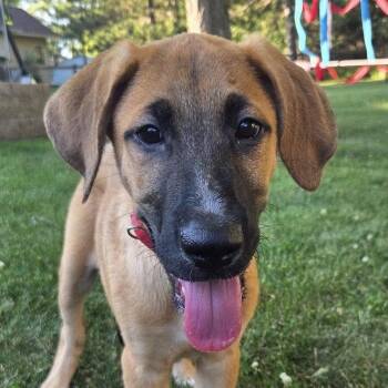 Moose -  Black Mouth Cur Dog for Adoption in Jefferson, Wisconsin - Moose | PetCurious
