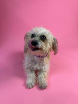 Maisy -  Terrier Dog for Adoption in Alvin, Texas - Maisy | PetCurious