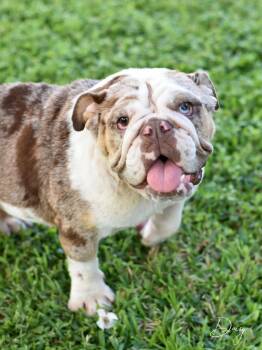 English Bulldog Dogs Available for Adoption in Montgomery, Texas - Daisy | PetCurious