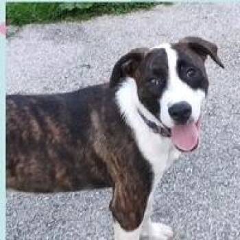 Mario -  Mixed Breed Dog for Adoption - Mario | PetCurious
