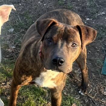 Pit Bull Terrier Dogs Available for Adoption - Parker | PetCurious