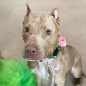 Bellamy -  Pit Bull Terrier Dog for Adoption in Wichita, Kansas - Bellamy | PetCurious