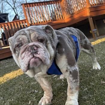 English Bulldog Dogs Available for Adoption - Gordito | PetCurious