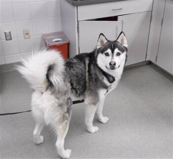 Husky and Mixed Breed Dogs Available for Adoption - TOONCES | PetCurious
