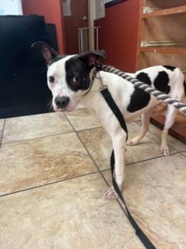 Rescue Mixed Breed Dogs for Adoption in Cincinnati, Ohio - Petey Pete | PetCurious