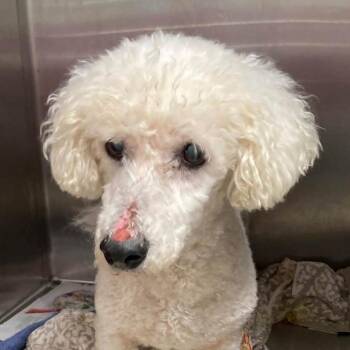 Einstein -  Poodle and Mixed Breed Dog for Adoption in New York, New York - Einstein | PetCurious