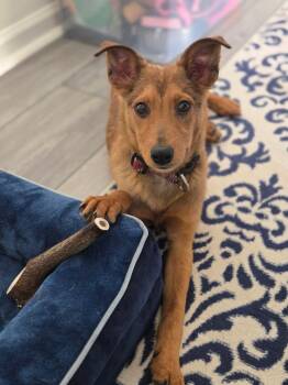 Sammie -  Collie Dog for Adoption in Riverdale, New Jersey - Sammie | PetCurious