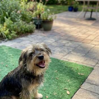 Bojangles -  Terrier Dog for Adoption in Salisbury, Maryland - Bojangles | PetCurious