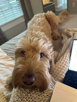 Jax Doo -  Labradoodle Dog for Adoption in Aurora, Indiana - Jax Doo | PetCurious