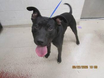 (800) -  Pit Bull Terrier Dog for Adoption in Marietta, Georgia - (800) | PetCurious