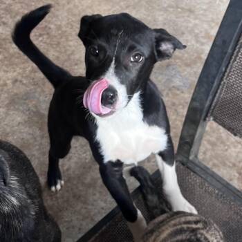 Rescue Border Collie Dogs for Adoption in Pottsboro, Texas - Sox | PetCurious
