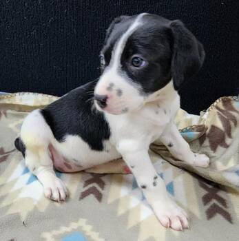 Dalmatian Dogs Available for Adoption in Neillsville, Wisconsin - Rolly | PetCurious