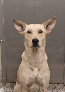 Rescue Labrador Retriever and Mixed Breed Dogs for Adoption in Aiken, South Carolina - Sicily 60703 | PetCurious