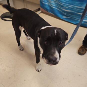 Lulu -  Mixed Breed Dog for Adoption in Lake Panasoffkee, Florida - Lulu | PetCurious