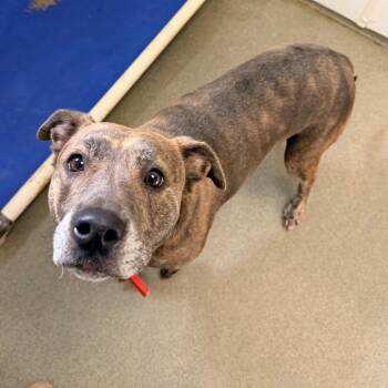 Twila -  Mixed Breed Dog for Adoption in Rocky Mount, Virginia - Twila | PetCurious