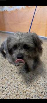 ANABELLE -  Shih Tzu and Mixed Breed Dog for Adoption in Doral, Florida - ANABELLE | PetCurious