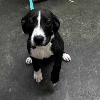 Rosco -  Pit Bull Terrier and Mixed Breed Dog for Adoption in Evensville, Tennessee - Rosco | PetCurious