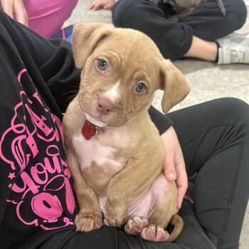 Rescue Pit Bull Terrier Dogs for Adoption in Grafton, Ohio - Pig Pen | PetCurious