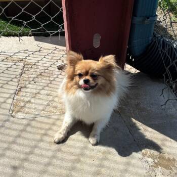 Liberty Bell -  Pomeranian and Shih Tzu Dog for Adoption in Brookfield, Missouri - Liberty Bell | PetCurious
