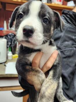 American Bulldog and Husky Dogs Available for Adoption - Ludwig | PetCurious