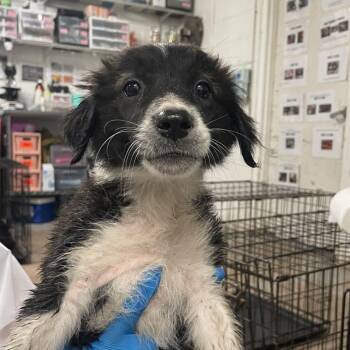 Starburst -  Terrier and Shepherd Dog Available for Adoption in Edinburg, Texas - Starburst | PetCurious