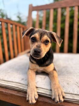 Daisy Cutie Tootie -  Chihuahua and Pit Bull Terrier Dog for Adoption in Friendswood, Texas - Daisy Cutie Tootie | PetCurious