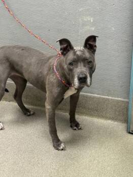 Rescue Pit Bull Terrier Dogs for Adoption in Las Vegas, Nevada - NOVA | PetCurious