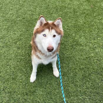 Lady -  Siberian Husky Dog for Adoption in Brainerd, Minnesota - Lady | PetCurious